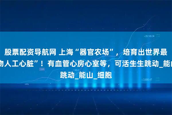 股票配资导航网 上海“器官农场”，培育出世界最大“生物人工心脏”！有血管心房心室等，可活生生跳动_能山_细胞